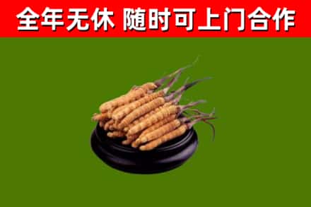 景宁回收散虫草