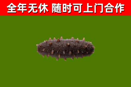 景宁回收海参干